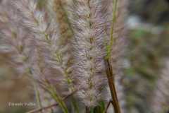 Pennisetum pedicellatum